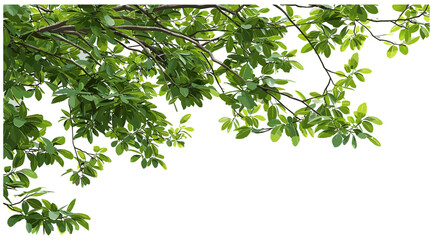 Tree branches vector illustration, large foliage leaves top border png, nature decor, botanical frame, greenery design, tree leaves, natural border, eco-friendly elements © aura studio