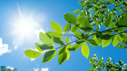Obraz premium sun leaf element