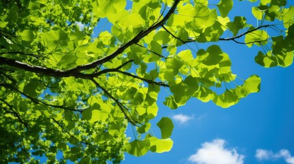 Fototapeta premium tree ginkgo leaves