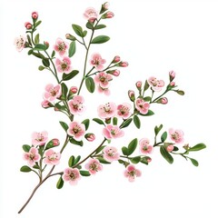 Delicate Branch of Pink Flowers with Green Leaves on White Background