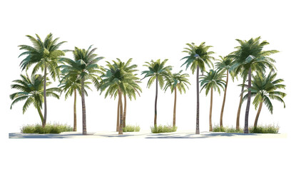 Tropical palm trees vector illustration, large cutout shapes, summer backgrounds, palm silhouette, tropical design, jungle, greenery, exotic nature, nature background, beach palm