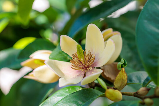 Close-up photo of beige Magnolia figo flowers in bloom