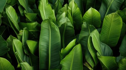 tropical banana leaves background