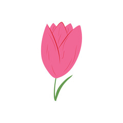 Pink color tulip flower