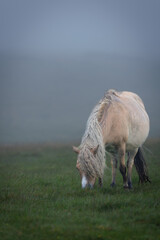 Obraz premium Dartmoor pony grazing on a foggy and rainy day in Darmoor national park, Devon, England.