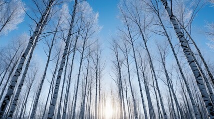 Obraz premium blue winter forest aspen trees