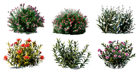 Nature shrubs flowery vector illustration realistic png file, plants, foliage, green shrubs, spring flowers, botanical, natural, organic design, wildflowers, landscape art