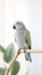 Obraz premium A grey-headed lovebird parrot animal budgerigar.