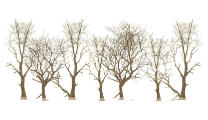 Fototapeta premium Outside trees, vector illustration, seasonal dry trees, cutout trees, landscaped trees, transparent background, nature illustration, outdoor trees, seasonal landscape, tree art.