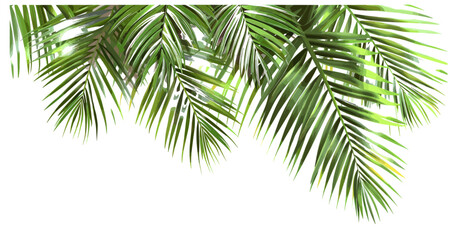 Palm fronds vector illustration evergreen transparent background, tropical leaves, nature elements, exotic foliage, green palms, summer decor, botanical graphics, plants isolated, palm tree design © aura studio