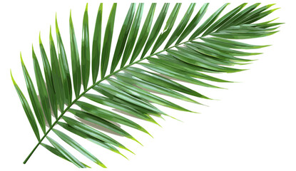 Palm leaf branch vector illustration isolated background, tropic summer, 3d illustration, PNG file, tropical plant, nature design, exotic leaf, summer decor, nature background