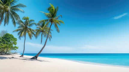 Obraz premium ocean blue palm tree