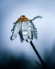 Close-up of a Chamomile Flower with Morning Dew in Blue Tones