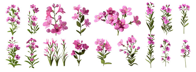 Pink flowers bloom vector illustration ornamental isolate on transparent backgrounds, floral design, spring flowers, nature, isolated flowers, blooming petals, decorative