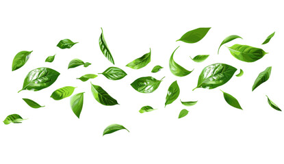 Green leaves movement flying, realistic vector illustration, isolate on transparent backgrounds, fresh, botanical, foliage, airy, floating, nature, spring, eco, natural, plant elements, design