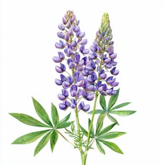 Fototapeta premium Beautiful purple lupine flower with green leaves on white background showcasing nature's vibrant colors and delicate details