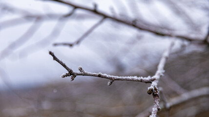 Frosty Branches in a Serene and Beautiful Winter Landscape Featuring Stunning Visuals