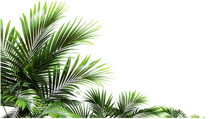 Tropical palm leaves, realistic shrubs, vector illustration, transparent background, jungle foliage, botanical plants, nature corner, green palms, exotic greenery, tropical backdrop © aura studio