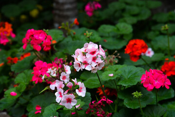 Close up image of bright pink geranium on green background