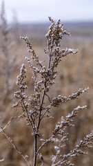 Frosty and Beautiful Winter Vegetation Found in a Serene and Peaceful Landscape Setting
