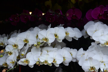 White orchid flowers - phalaenopsis