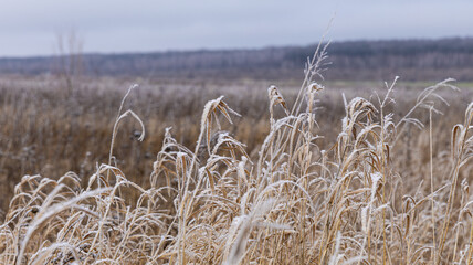 Frosty Grasses in a Winter Landscape, capturing the cold beauty of natures serene atmosphere