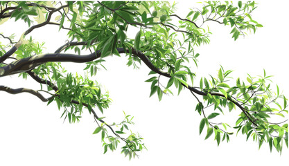 Vector illustration of tree branches, isolated close-up, relax nature, transparent background, blur backgrounds, soft focus, green leaves, peaceful environment, nature concept