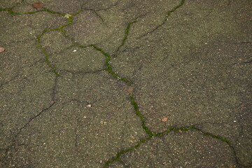 Obraz premium green moss lichen in cracks on asphalt, road surface in cracks from global warming, concrete gray road surface, long holes in the surface, yellow moss, moss blossom 
