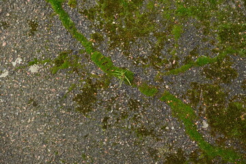 green moss lichen in cracks on asphalt, road surface in cracks from global warming, concrete gray road surface, long holes in the surface, yellow moss, moss blossom	
