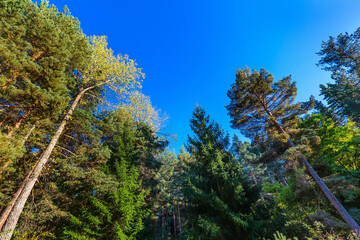 Looking up autumn trees forest background