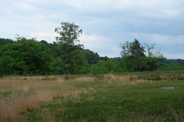 FU 2023-07-14 HeidetourHin 144 Hinter der Heidelandschaft ist ein Wald