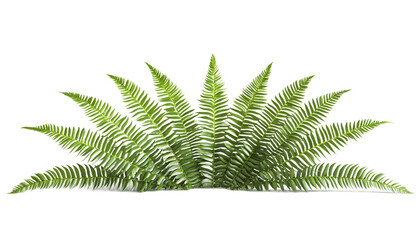 Fototapeta premium Fern Fronds Isolated On Background