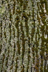 Obraz premium close-up of lichens on tree bark, close-up of mosses on tree bark 