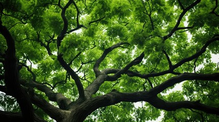 Fototapeta premium cnopy parts of a tree