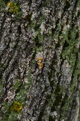close-up of lichens on tree bark, close-up of mosses on tree bark 
