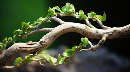 gnarled tree branch invitation