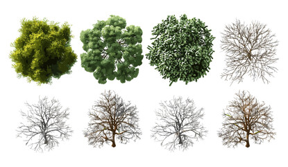 Fototapeta premium Evergreen trees, dried trees, vector cutout, nature backgrounds, forest silhouettes, tree illustrations, seasonal tree backgrounds, landscape cutout, seasonal backgrounds