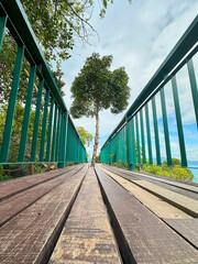Fototapeta premium railway bridge in the forest with a tree growing in the middle