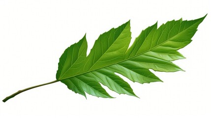 simple leaf clip art