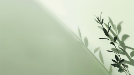 Minimalist green background with shadow of plant