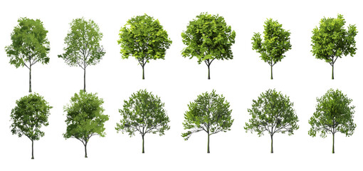 Isolated trees cutout collections, vector illustration, transparent background, tree set, nature elements, PNG clipart, forest trees, green foliage, landscape design, editable trees