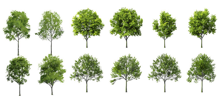 Isolated trees cutout collections, vector illustration, transparent background, tree set, nature elements, PNG clipart, forest trees, green foliage, landscape design, editable trees