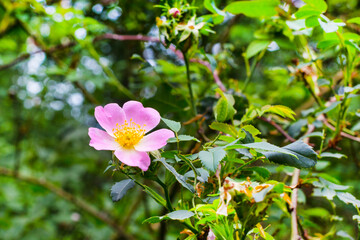 Blossoming wild dog rose flower