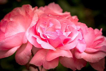 Pink rose macro close-up
