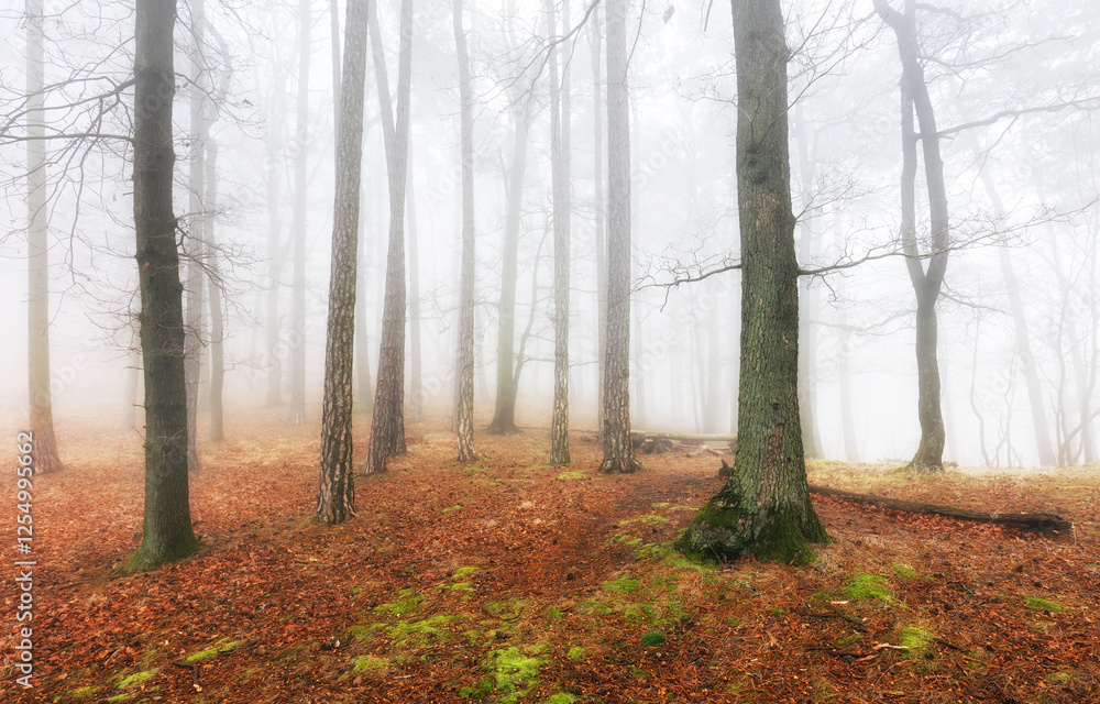 Poster fog and mist in forest at autumn