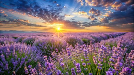 Fototapeta premium Serene Sunset Over a Vast Lavender Field, Bathed in Golden Light and Dramatic Sky