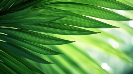 up palm tree leaves illustration
