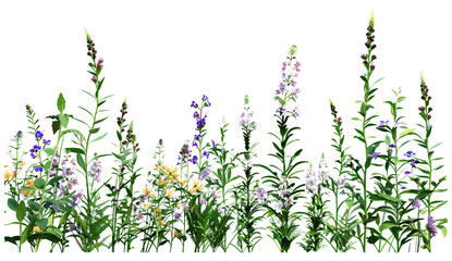 Wildflower nature bloom, botanical vector plants, floral design, meadow illustration, spring wildflowers, blooming plants, nature artwork, outdoor greener