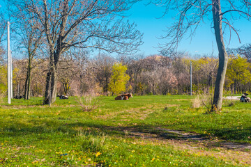 Fototapeta premium Peaceful rural scene with cows resting on lush green grass among trees under a bright blue sky. Serene countryside landscape in springtime.