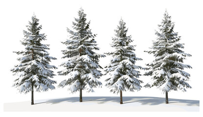 Pine trees, winter landscape, frosted cover, snow, snow-covered trees, winter forest, pine forest, frozen trees, cold winter, snowy nature, winter woods, snow-covered branches